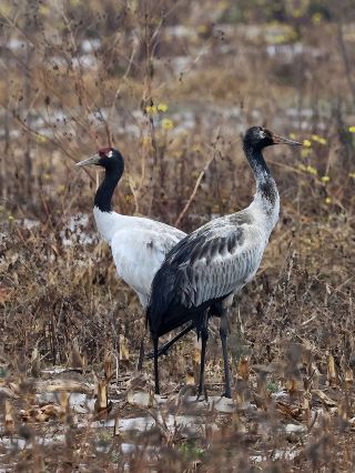 威寧での丹頂鶴観察に最適な宿泊は全季ホテルが超お得！