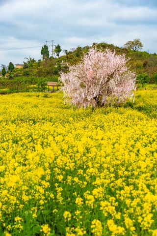 ทะเลดอกไม้หย่งเล่อ | แม้ดอกพีชจะร่วงโรยไปแล้ว แต่ดอกไม้ก็ยังคงเบ่งบานเต็มที่