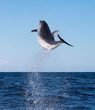 Encounter Pods of Dolphins in Australia