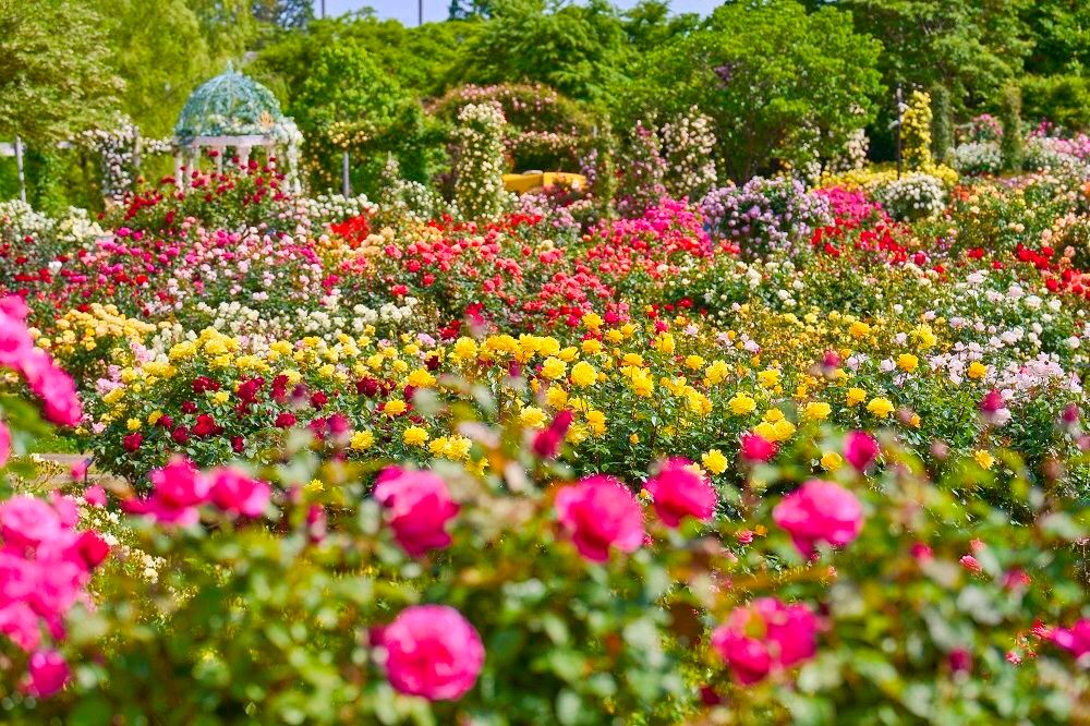 京成バラ園：夢のような幻想の世界があなたを待っています | Trip.com
