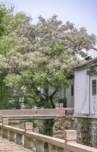 Late Spring Exclusive | A Tree of Chinaberry Purple, Jiangnan Spring in Full View