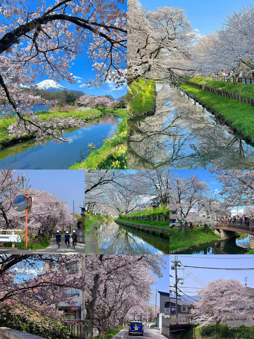 Japan's legendary spring photo spot! The ultimate expression of