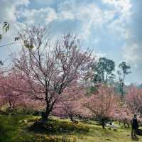 ชมความงดงามของดอกพญาเสือโคร่ง (ซากุระเมืองไทย)
