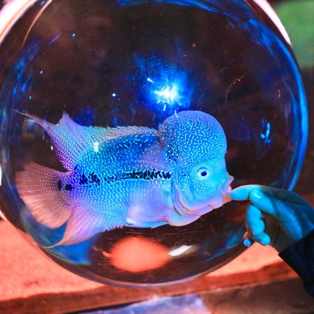 제주 재밌는 공연과 동물친구들, 아쿠아플라넷 🐳