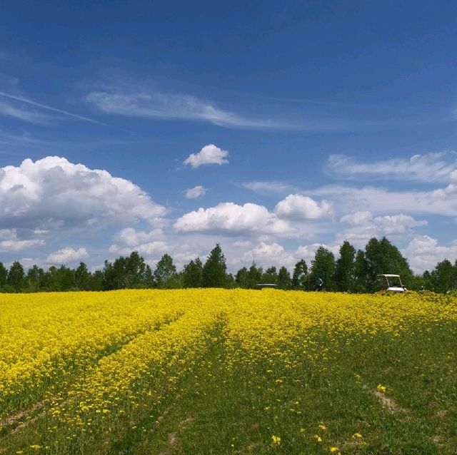 四季彩之丘 感受🌼海的魅力
