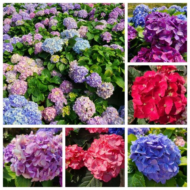 賞花🌺@天水圍公園🌳