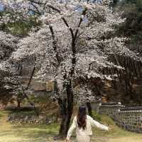 대전여행:: 봄꽃 가득한 우암사적공원🌸