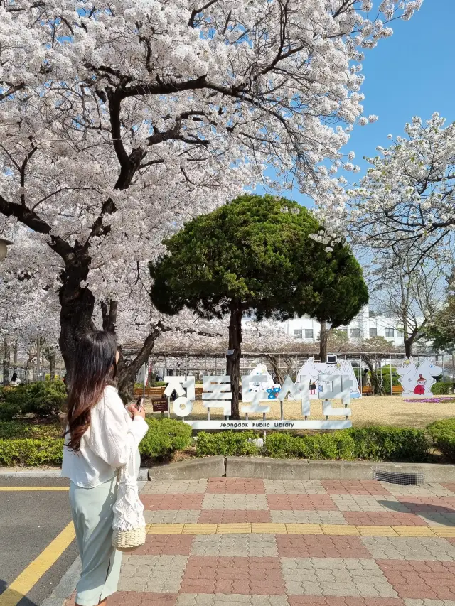 벚꽃과 함께하는 정독도서관 데이트📚🌸