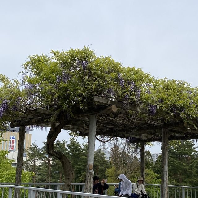 【盛岡】盛岡城跡公園