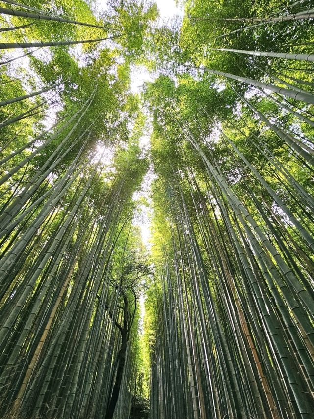 京都嵐山竹林小徑