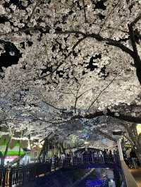 진해 벚꽃 스팟 찍어서 가보자🌸