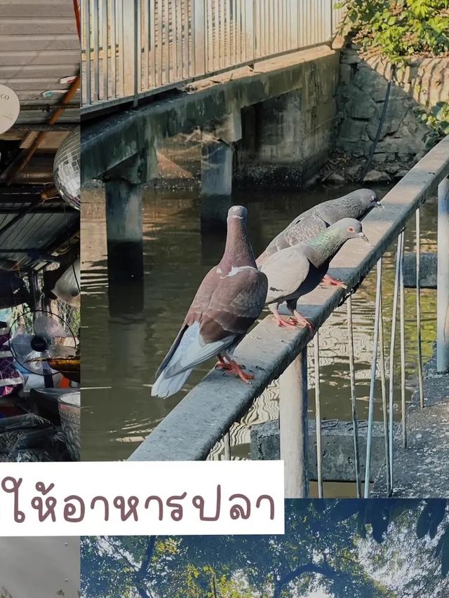 พามาวัดสวย ให้อาหารปลา ไหว้พระ 🙏