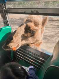 Safari Park กาญจนบุรี 