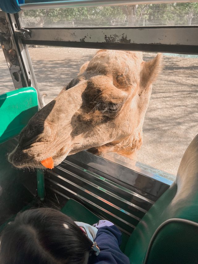 Safari Park กาญจนบุรี 