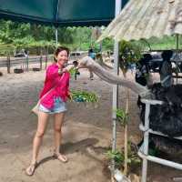 Hanging Out At Desaru Ostrich Farm