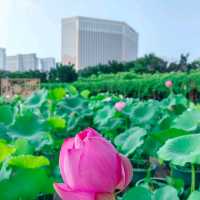 Taipa Wetland Park 