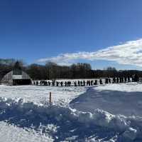 【北海道】タンチョウの聖地！鶴居・伊藤タンチョウサンクチュアリ