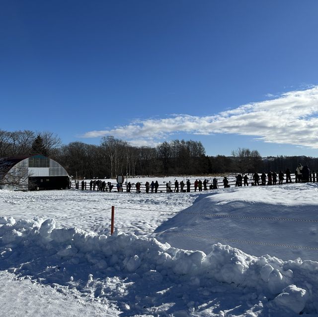 【北海道】タンチョウの聖地！鶴居・伊藤タンチョウサンクチュアリ