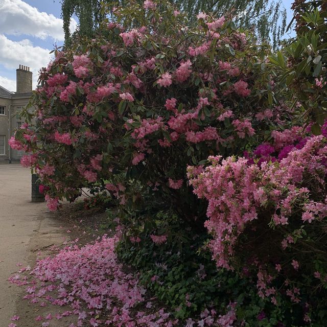 Colorful Rhodendendrum at London’s Kenwood House 