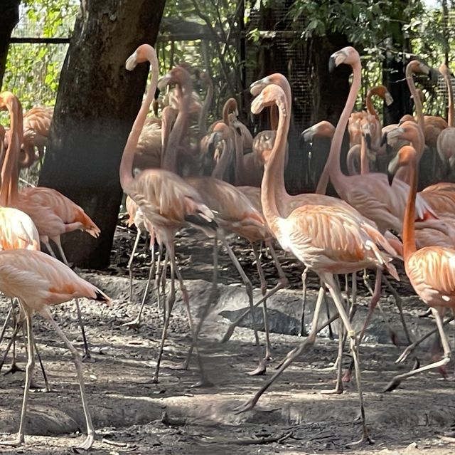 เดินทอดน่อง ส่องสัตว์ในกรุง @Safari World