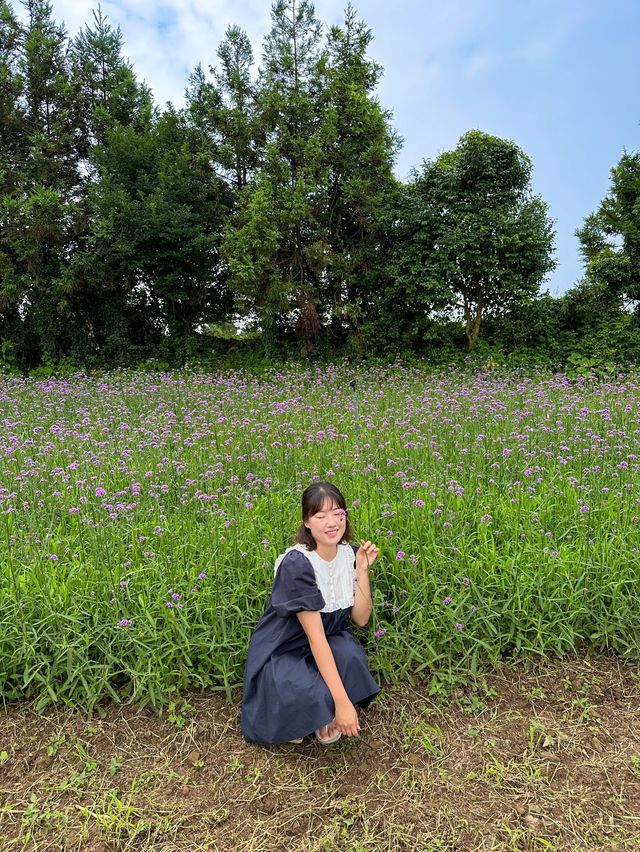 제주 버베나를 만날 수 있는 ’항파두리항몽유적지‘