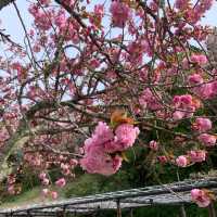 【静岡】蓮華寺池公園