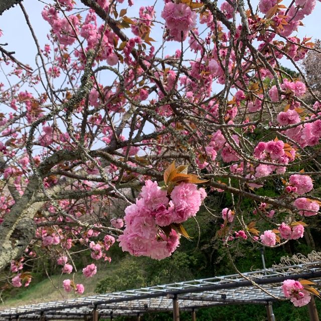 【静岡】蓮華寺池公園
