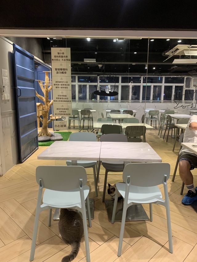 [觀塘高質貓cafe🐱超上癮! 超療癒!]