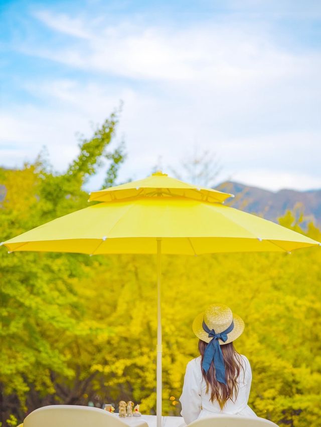 주말에만 볼수있는 은행나무스팟 카페 옐로우트리💛