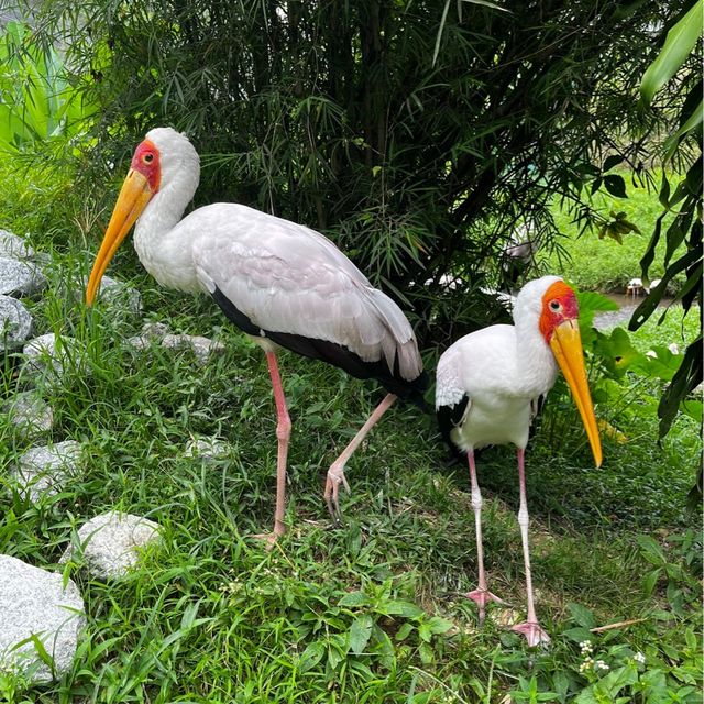 KL Bird Park