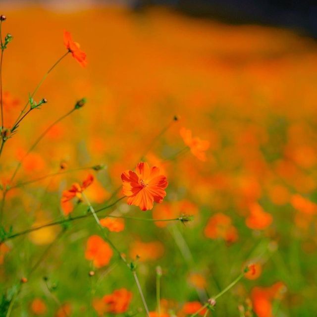 Olympic Park's Wildflower Maru Blossoms 