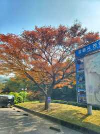 단풍구경도 하고 역사관람도 하는 강릉관광코스🍂