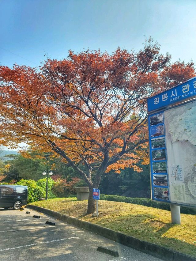 단풍구경도 하고 역사관람도 하는 강릉관광코스🍂