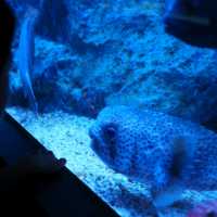 すみだ水族館