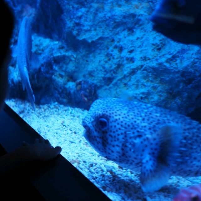 すみだ水族館