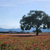 Xinshe Sea of Flowers