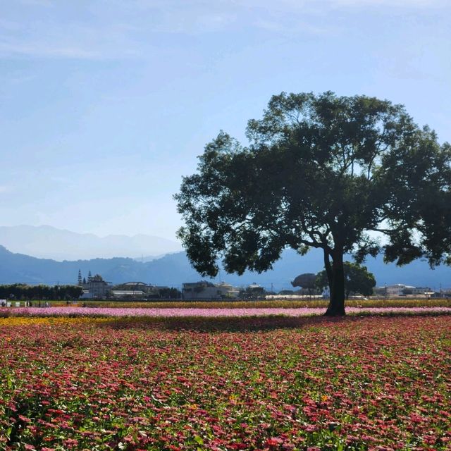 Xinshe Sea of Flowers