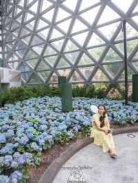 Miracle of Natural..ดอกทิวลิปบานที่ระยอง