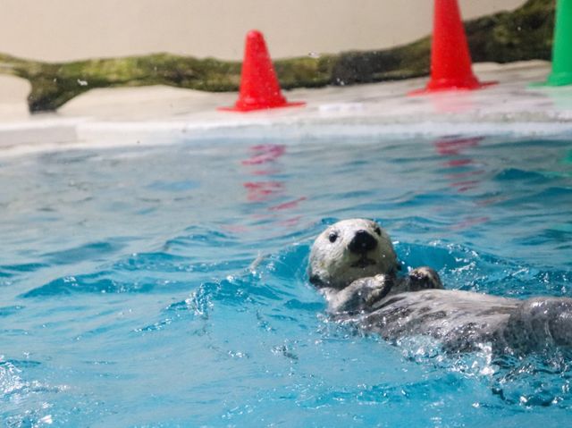 【三重県】飼育数日本一の水族館「鳥羽水族館」