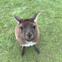 澳洲｜維多利亞州｜Ballarat 野生動物園