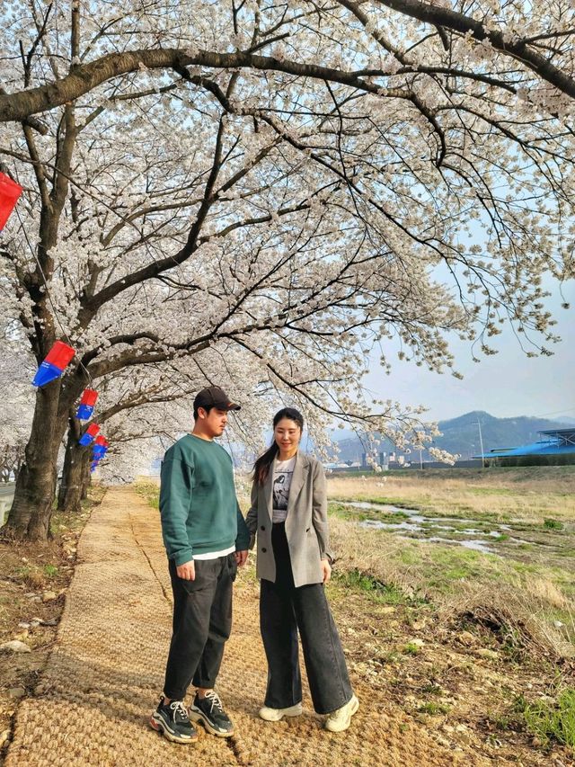 대구근교 벚꽃로드, 실시간 청도 벚꽃터널🌸
