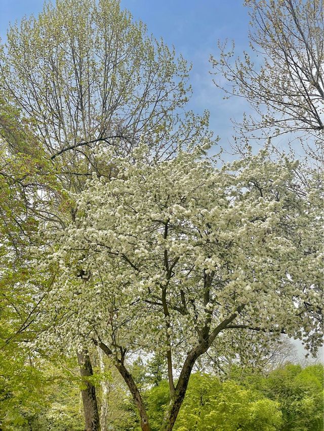 실시간 하얀 사과꽃🍏 만발한 서울 어린이대공원🌿