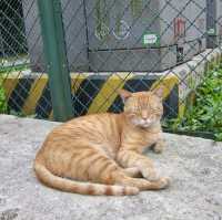 หมู่บ้านแมว Houtong Cat Village 