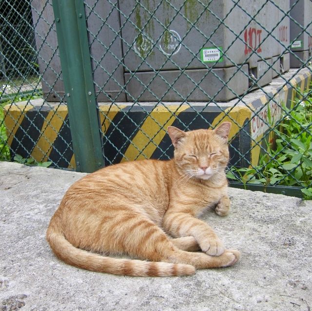 หมู่บ้านแมว Houtong Cat Village 