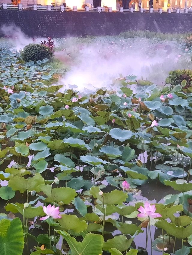 城中荷花🌸