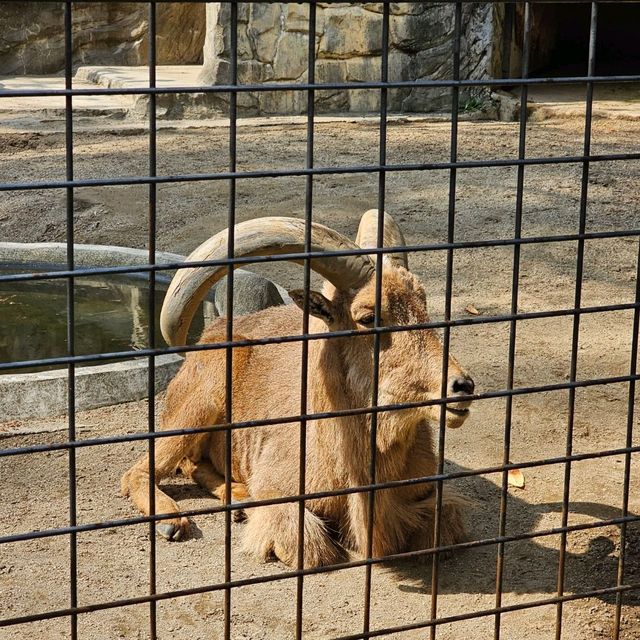 日本最古老最有名的動物園🐘🦒🐼🦌
