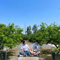 제주도 귤밭을 품은 그리스감성카페 덴드리💙