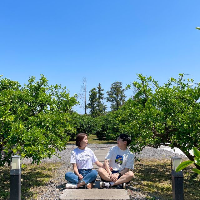 제주도 귤밭을 품은 그리스감성카페 덴드리💙