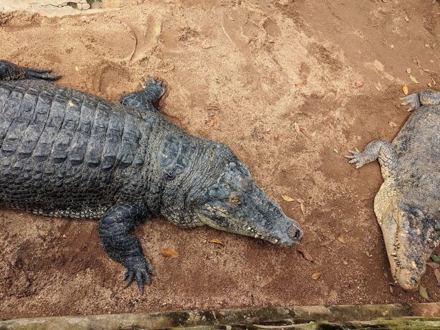 Melaka Crocodile Farm ✨