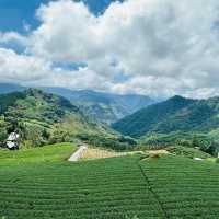阿里山 隙頂象山 茶林步道